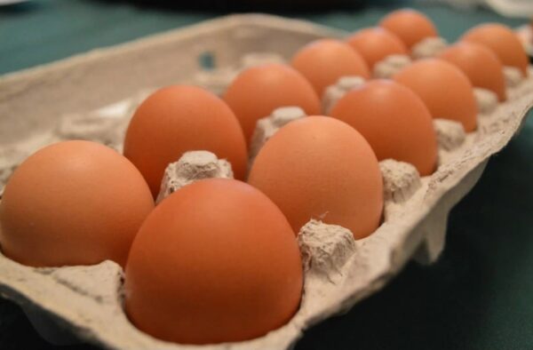 Premium Organic Eggs 700g (Box of 15 Dozen)